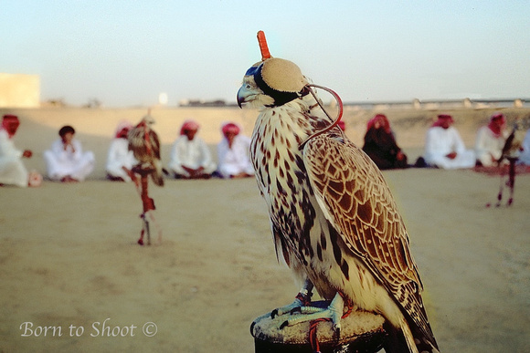 Falcon is the national bird of Saudi Arabia