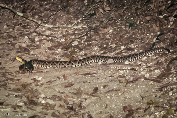 Deadliest snake in Guatemala - Fer-de-lances, on trail back at night.