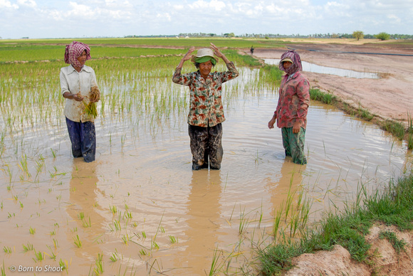 Rice field Cambodia