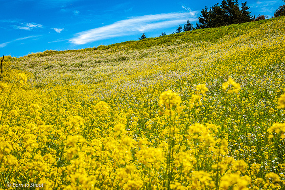 Field of Mustard Flowers