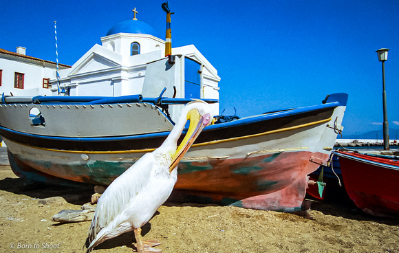 Pelican_Mykonos Island, Greece