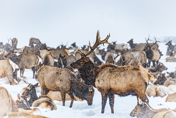 National Elk Refuge Jackson Hole