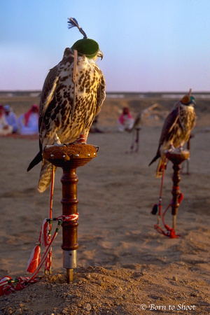 Falconry Saudi Desert