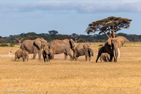Kenya & Tanzania: A Safari Journey