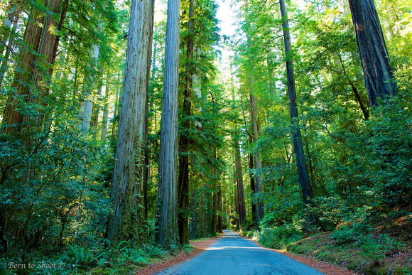 Humboldt Redwoods State, Avenue of the Giants
