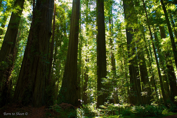 Humboldt Redwoods State