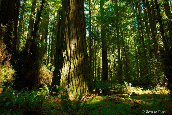Humboldt Redwoods State