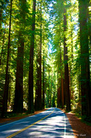 Redwoods North Coast, CA