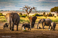 Amboseli National Park, Kenya