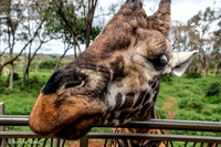 Giraffe Centre & Elephant Orphanage - Kenya