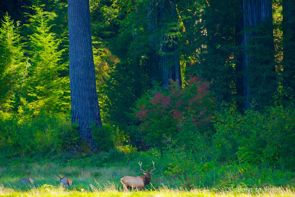 Elk_Prairie Creek Redwoods State