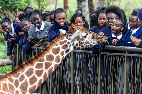 Giraffe Centre, Nairobi, Kenya
