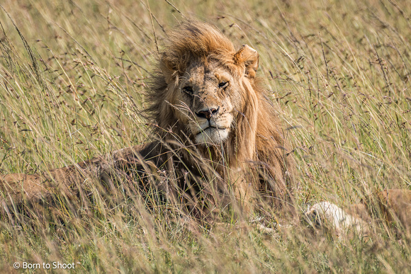 Serengeti National Park_Tanzania
