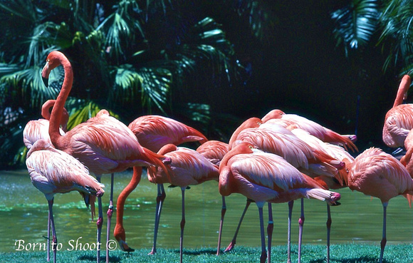 Flamingos San Diego