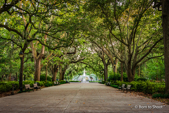 Savannah - Forsyth Park