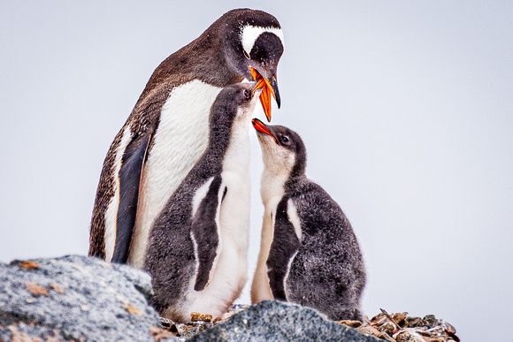 Antarctica - Gentoo penguins