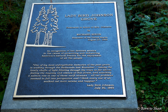 Lady Bird Jonhson Grove, Redwood Park