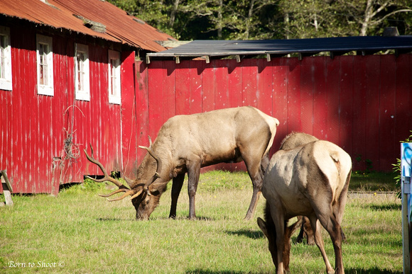 Elk at the Red Barn