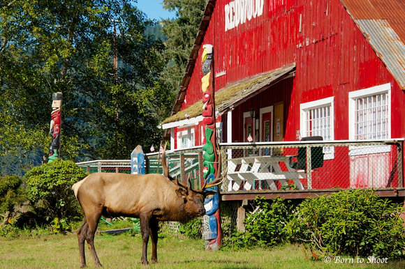 Elk at the Red Barn
