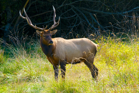 Roosevelt Elk, Prairie Creek Redwoods State Park