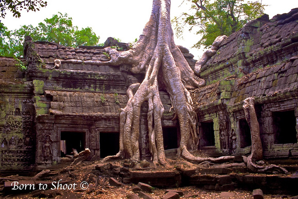 Ta Prohm, temple at Angkor, Siem Reap_Cambodia